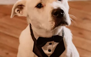 sophia and trystons wedding