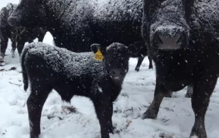 cute cows cute cows
