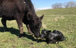 cute cows and baby copw cute cows and baby copw
