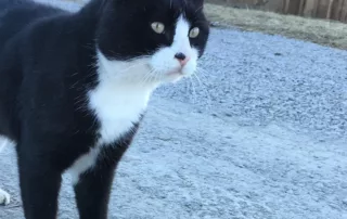 cute kitty friend tux cute kitty friend tux