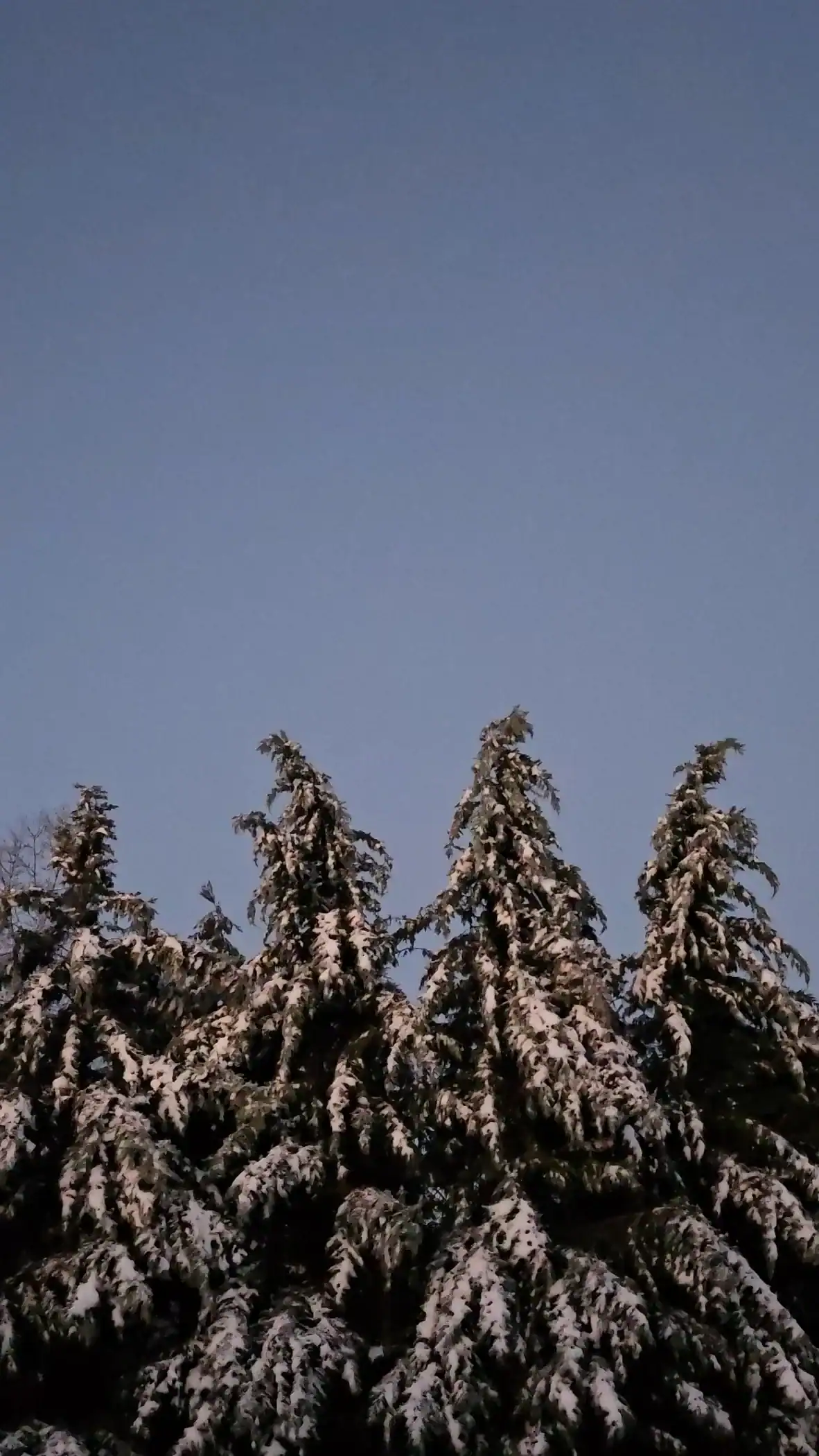 Snow-covered evergreen trees against a clear winter sky, evoking a serene winter wedding atmosphere at The Pearl at Crawford Farm in Kansas City.