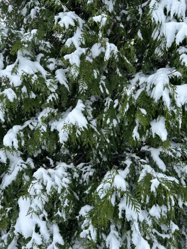 Snow-covered evergreen branches creating a cozy winter atmosphere, ideal for winter wedding inspiration in Kansas City.